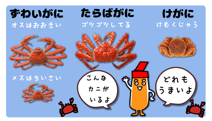 ネット通販するなら必ず把握しておきたい カニの種類と特徴 かにのむきみちゃんの ﾟ ﾟ 蟹むき身通販比較サイト